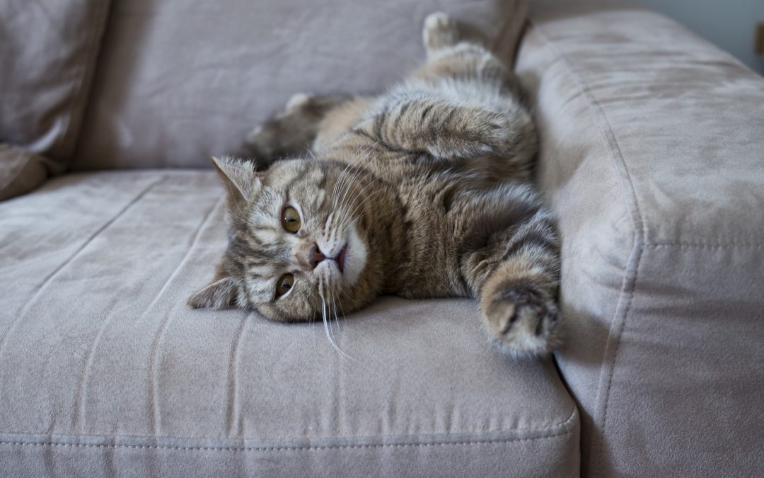 Cats and Pregnant Women: How to Stay Safe