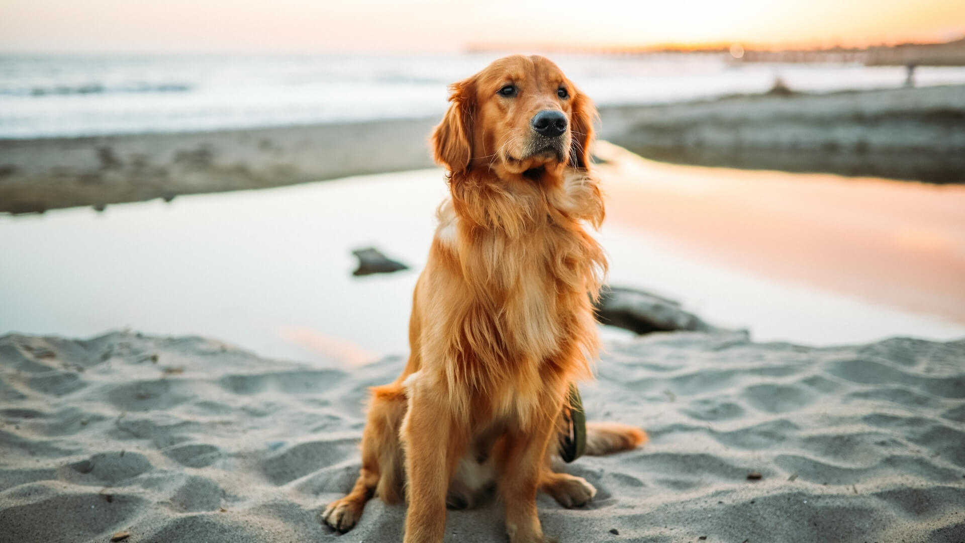 Point Reyes Vet Vet Hospital Vancouver | Point Grey Veterinary Hospital