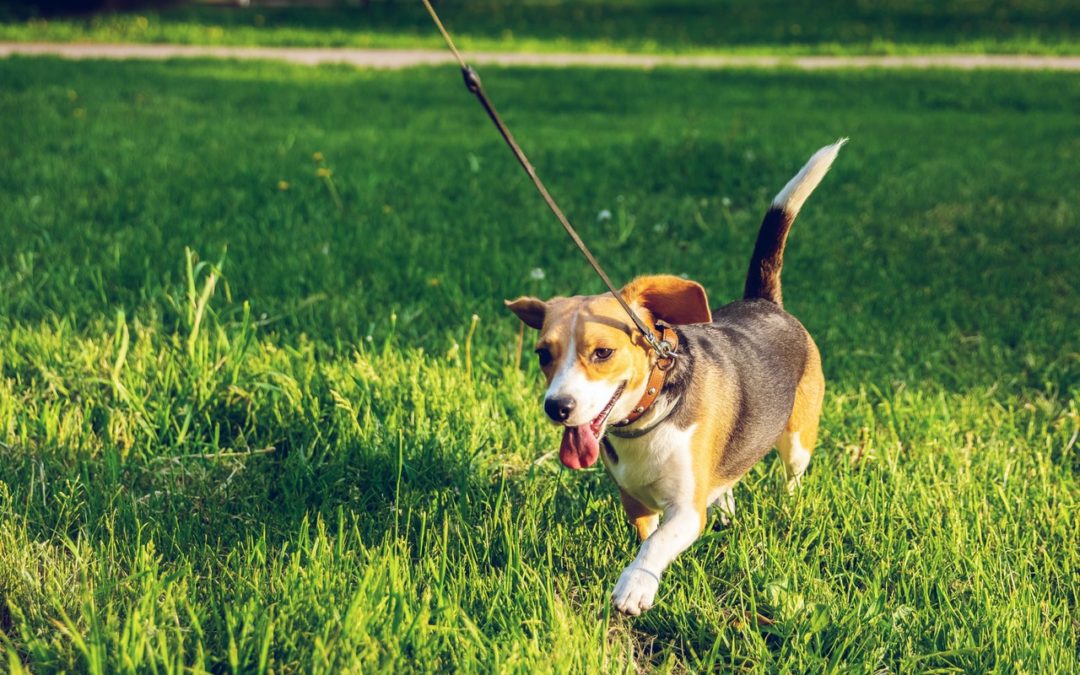 How to Train Your Dog to Walk Calmly on a Leash