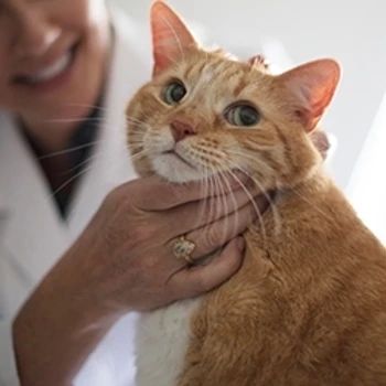 Weekly BLOG: Top 10 Cat Dental Questions… And The Answers!