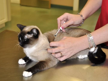 It is National Immunization Awareness Month. Are your pet’s vaccinations up-to-date? Vaccinatio