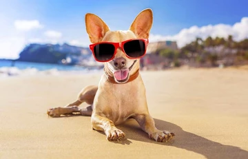 dog with sunglasses