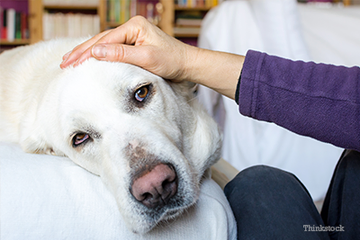 Why You Won’t See Your Dog’s Heartworm Symptoms, Until it’s Advanced