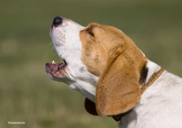 5 Tips to Help Stop Dog Barking