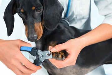 My Dog is Afraid of Nail Trimmings