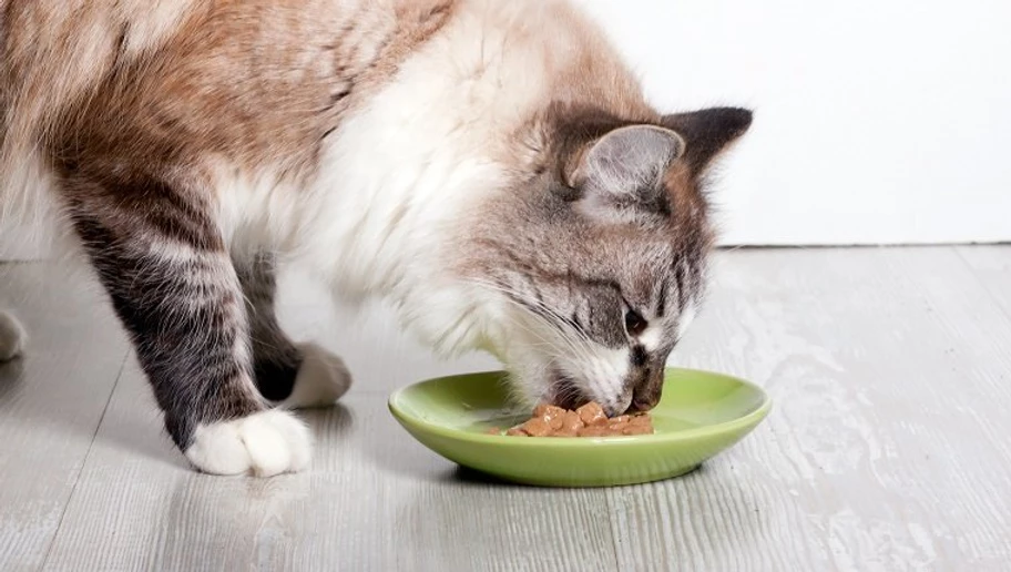 Food Allergies, Intolerance & Your Cat's Sensitive Stomach | Point Grey  Veterinary Hospital