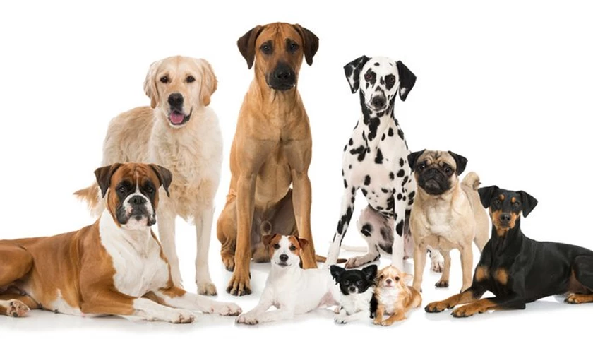 Dog Health Issues Do Mixed Breed Dogs Have An Advantage Over Purebred