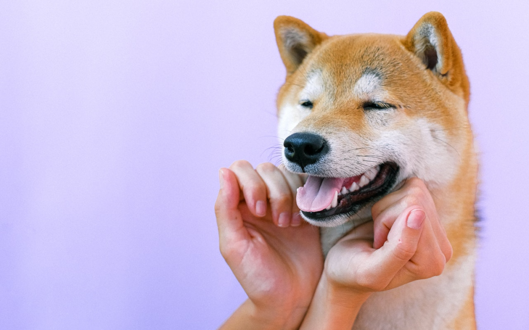 Get Started on Brushing Your Pet’s Teeth