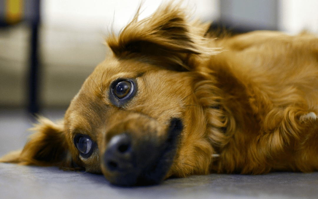Your Pet Should Avoid These Common Pet Toxins
