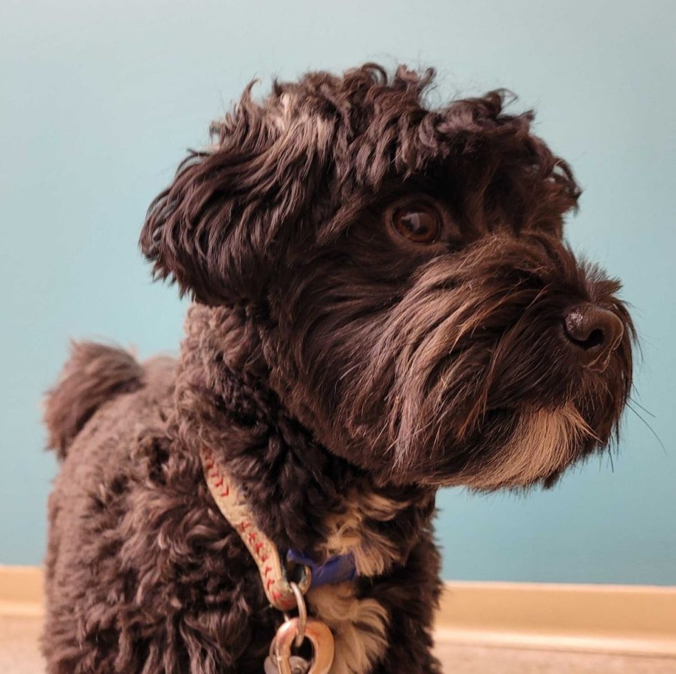 Point Reyes Vet Vet Hospital Vancouver | Point Grey Veterinary Hospital