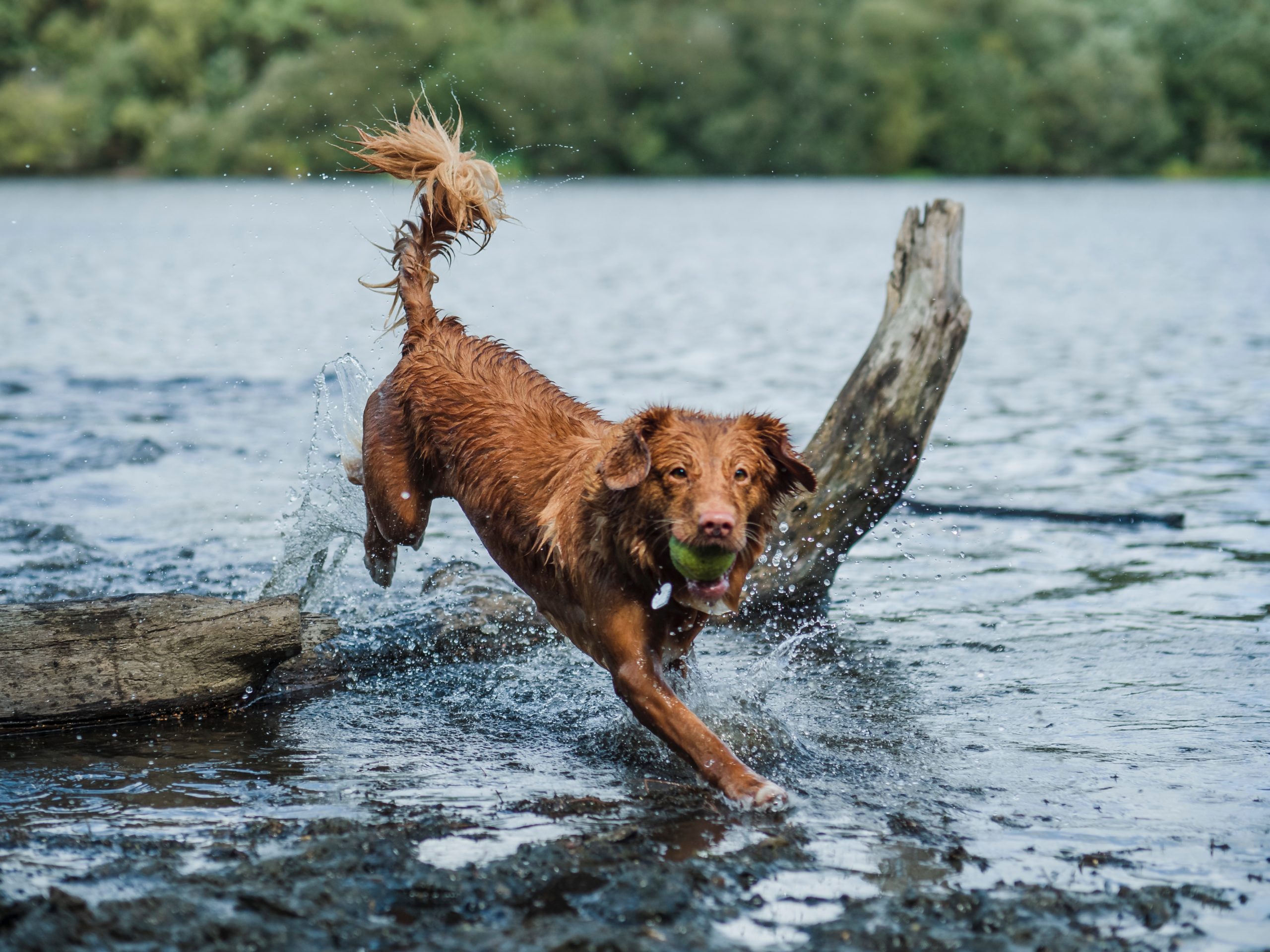 A dog playing on a log in the water