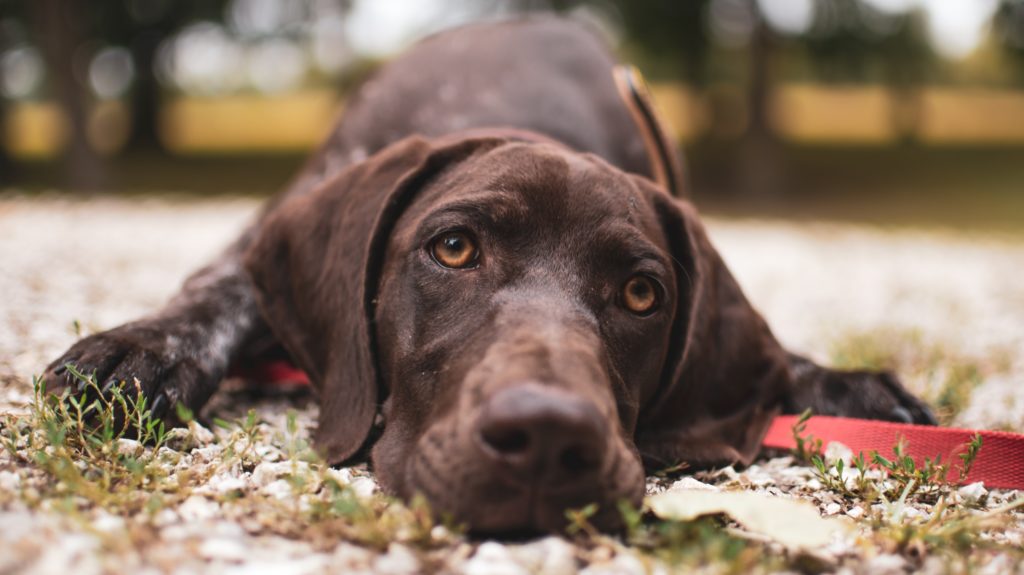 Reasons That Can Cause Diarrhea In Dogs Point Grey Veterinary Hospital