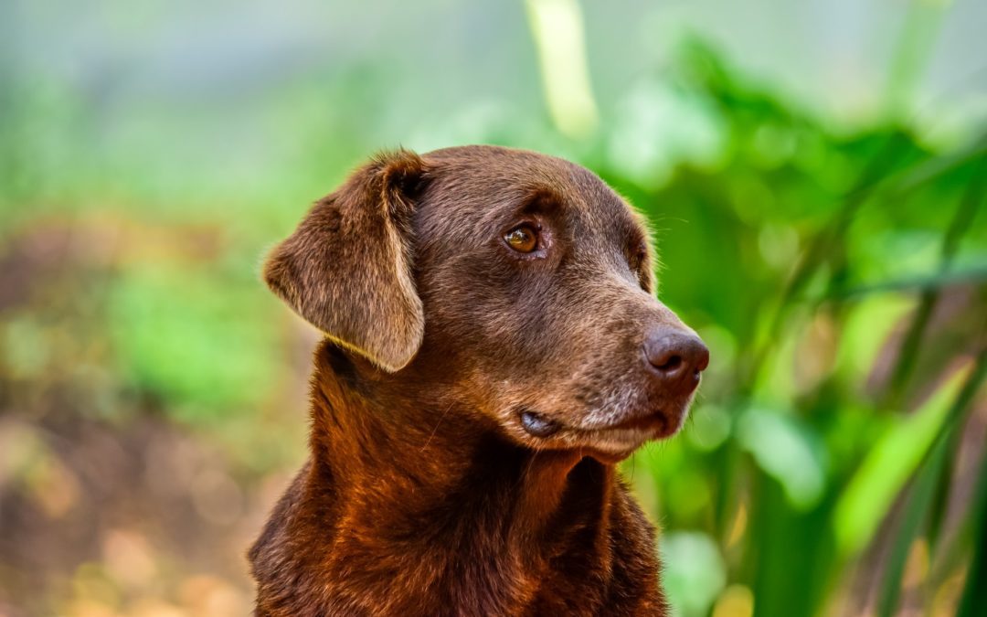 5 Tips to Ensure Your Senior Pet Stays Mobile