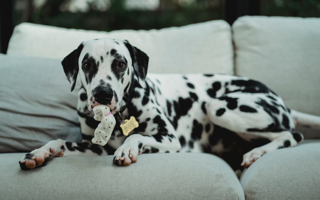 dalmatian with toy in mouth