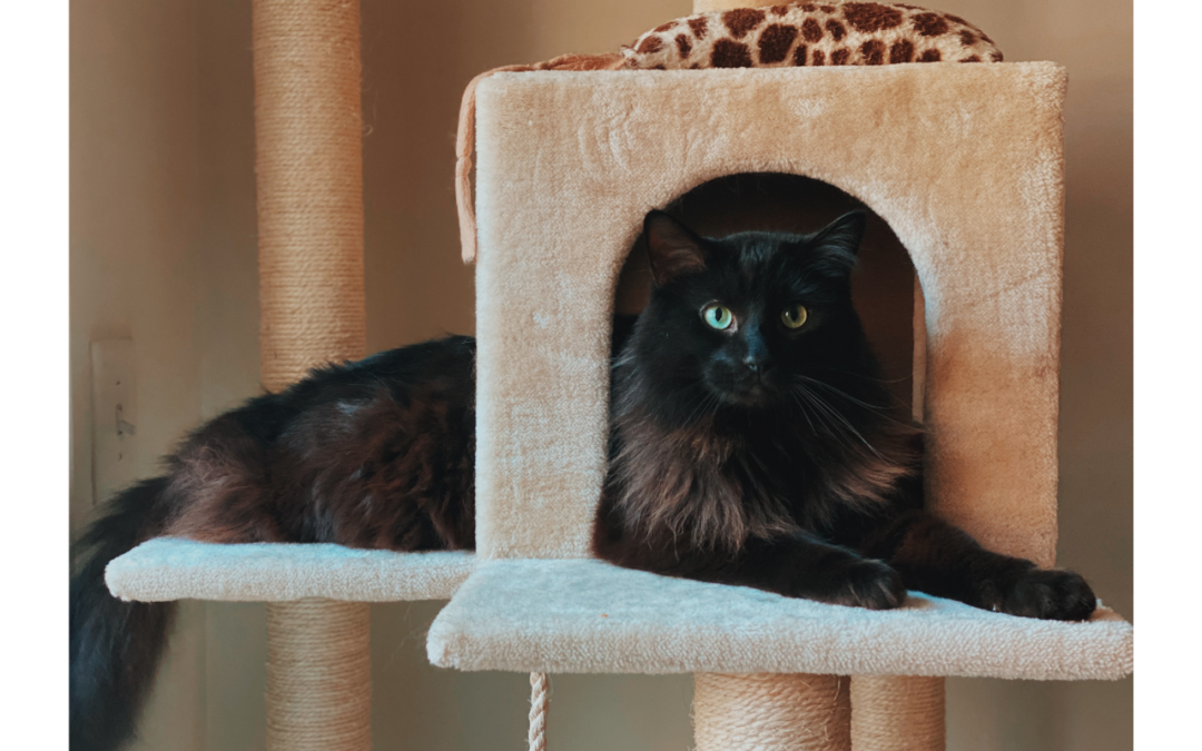 Black and brown long haired cat laying in cat tree