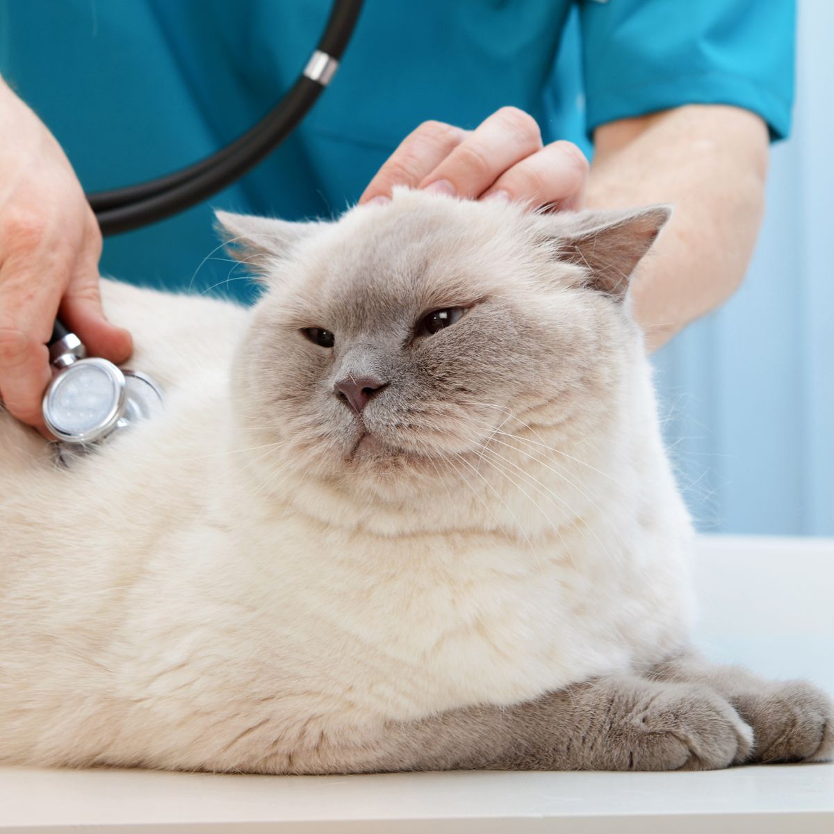vet examining a cat with a stethoscope